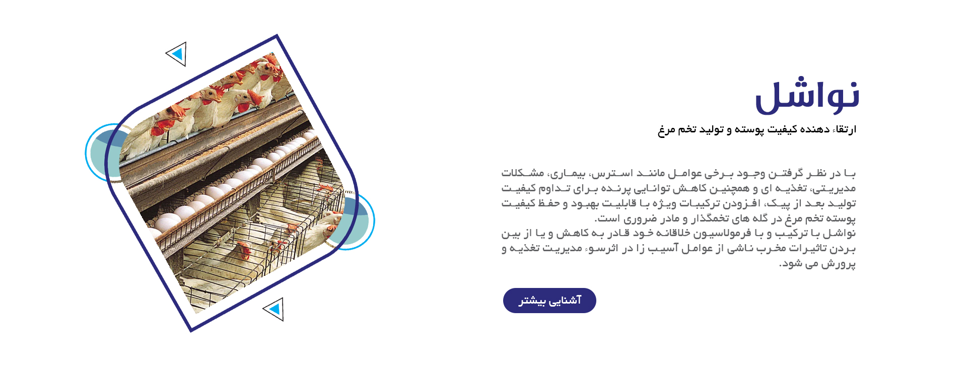 نواشل، ارتقا دهنده کیفیت پوسته و تولید تخم مرغ